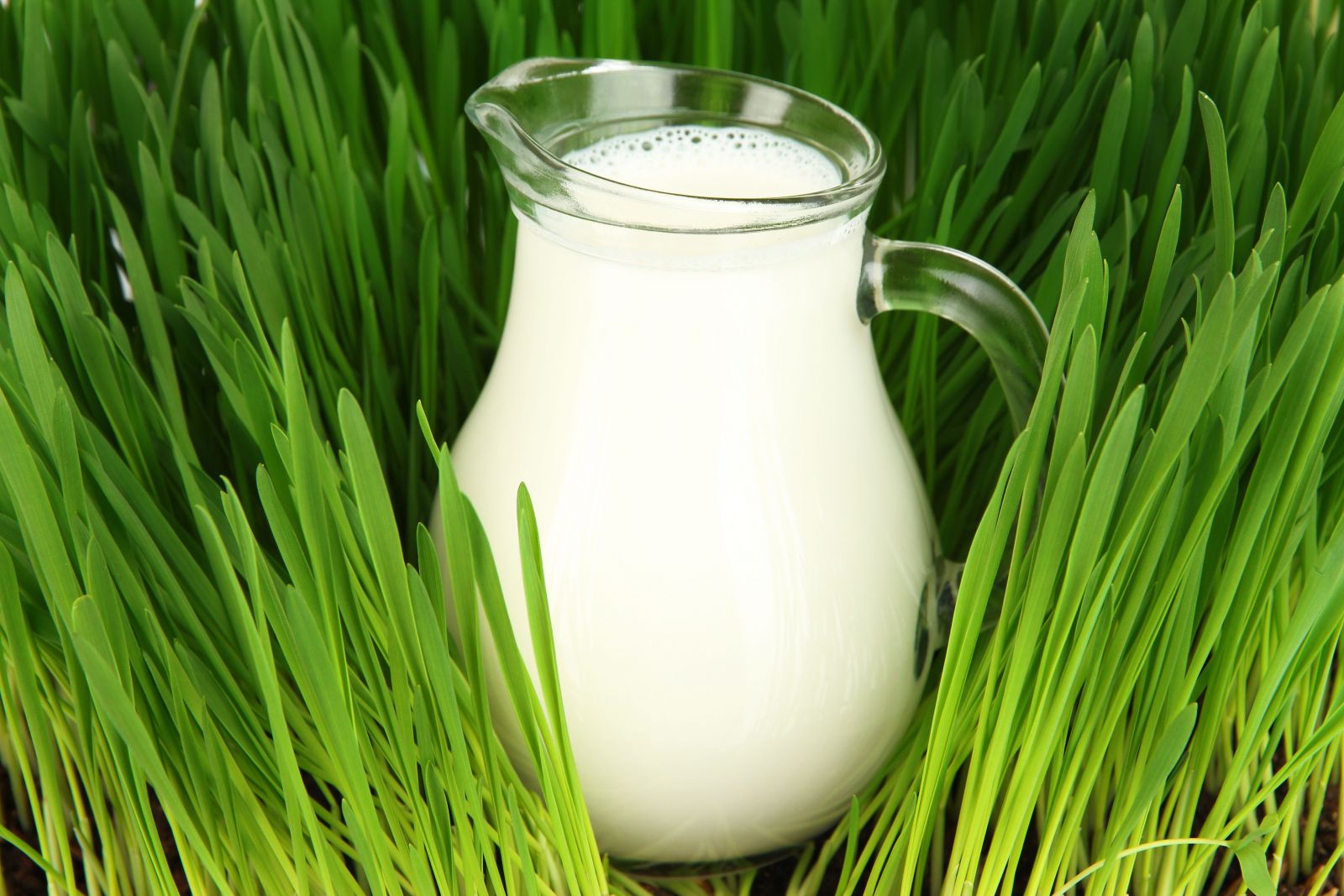 Свежее молоко в Астане: саумал, кумыс, шубат, коровье молоко