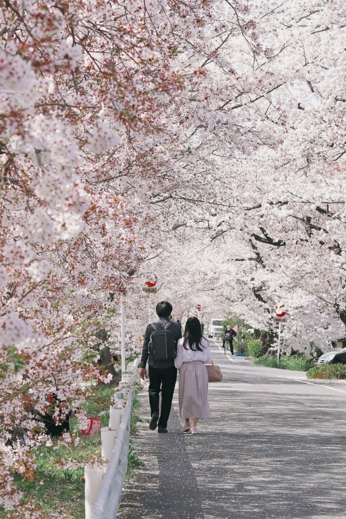 цветение сакуры в Киото