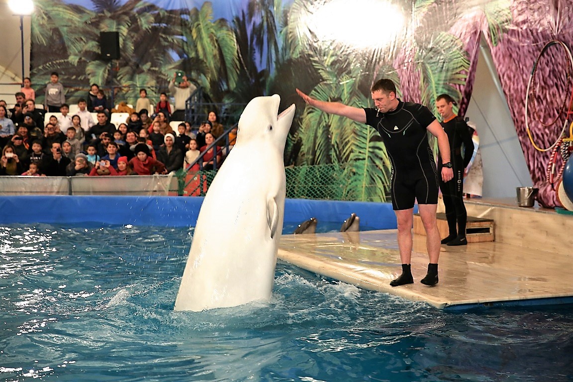 Дельфинарий в Астане: шоу морских котиков, кита-белухи и дельфинов