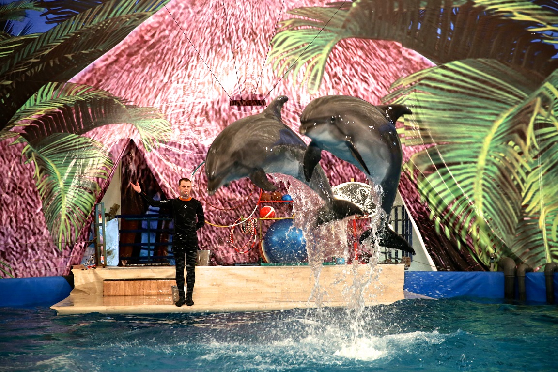 Дельфинарий в Астане: шоу морских котиков, кита-белухи и дельфинов